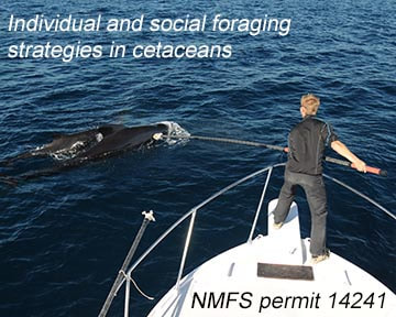 Tagging pilot whales with acoustic and movement recording DTAGs